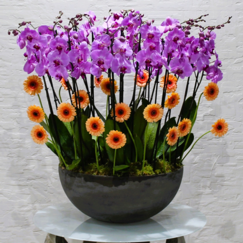 Royal Pink Odchid (رويال بينك اوكيد)