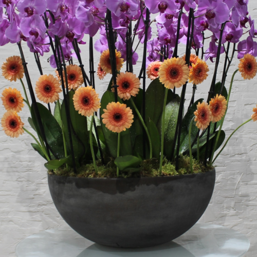 Royal Pink Odchid (رويال بينك اوكيد)