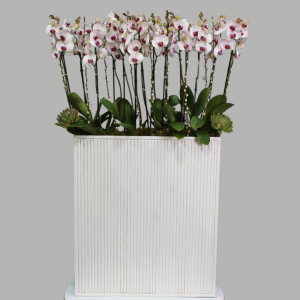 Premium Red Lips Orchids (أوركيد أحمر الشفاه الفاخر)