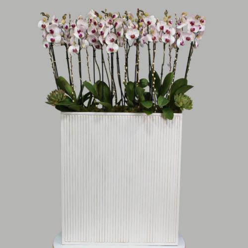 Premium Red Lips Orchids (أوركيد أحمر الشفاه الفاخر)