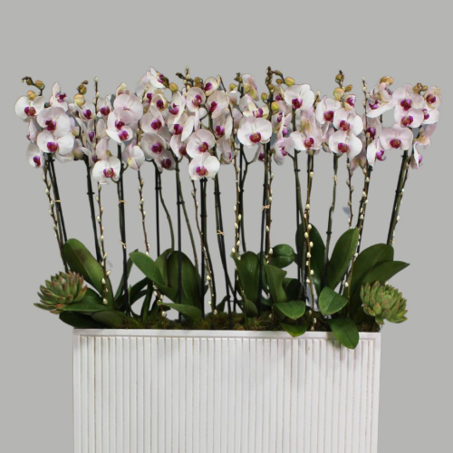 Premium Red Lips Orchids (أوركيد أحمر الشفاه الفاخر)