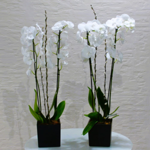 Twin orchids white (توأم بساتين الفاكهة بيضاء)