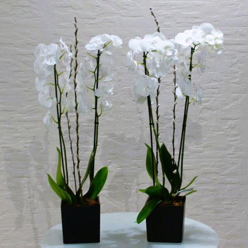 Twin orchids white (توأم بساتين الفاكهة بيضاء)
