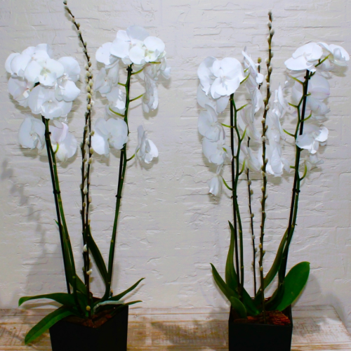 Twin orchids white (توأم بساتين الفاكهة بيضاء)
