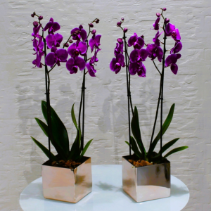 Purple twins (التوائم الأرجوانية)