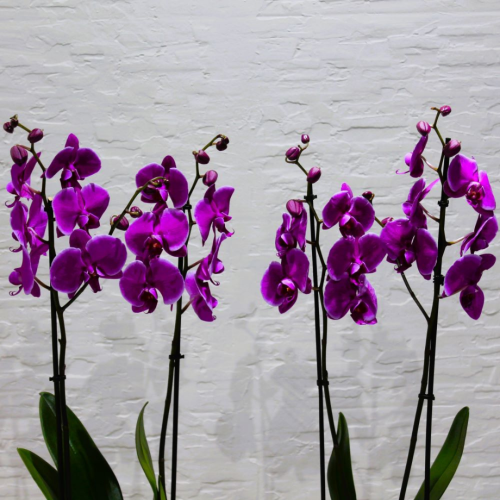 Purple twins (التوائم الأرجوانية)