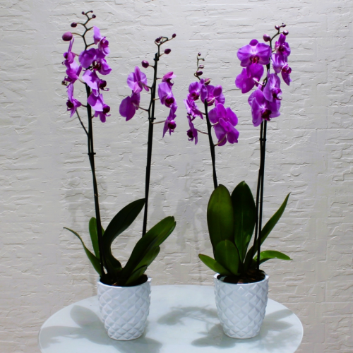 Pink twins (التوائم الوردية)