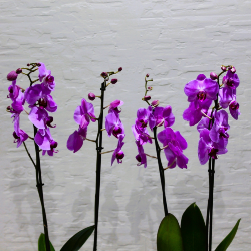 Pink twins (التوائم الوردية)