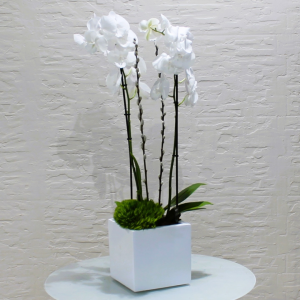 White square (مربع أبيض)