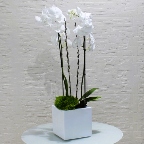 White square (مربع أبيض)