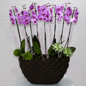 Pink orchids SDW (الأوركيد الوردي إس دي دبليو)