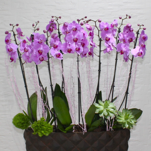 Pink orchids SDW (الأوركيد الوردي إس دي دبليو)