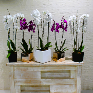 White & Purple combo (مزيج الأبيض والأرجواني)