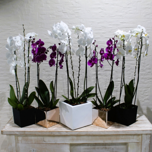 White & Purple combo (مزيج الأبيض والأرجواني)