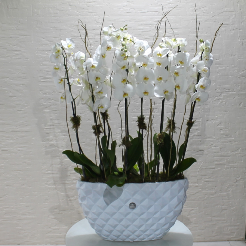 White & white ( الأبيض والأبيض 2)