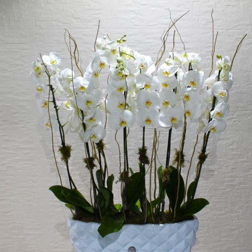 White & white ( الأبيض والأبيض 2)