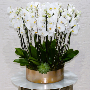 SDW Orchids (اس دبليو دبساتين الفاكهة)