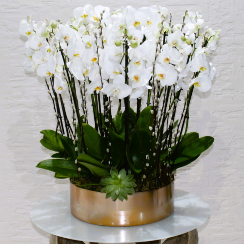 SDW Orchids (اس دبليو دبساتين الفاكهة)