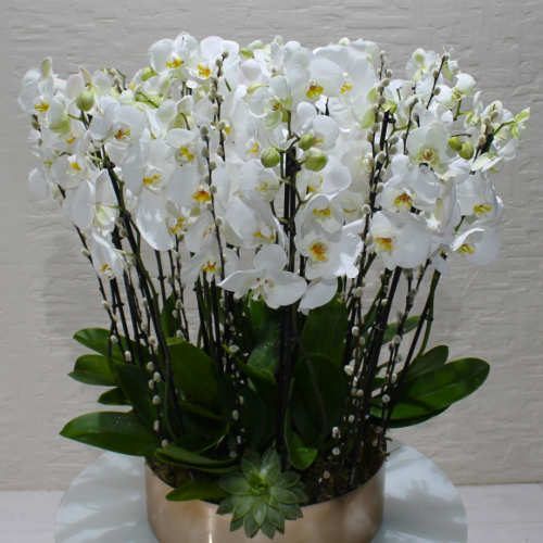 SDW Orchids (اس دبليو دبساتين الفاكهة)