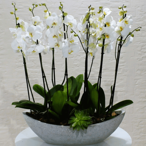 Orchids Boat 2 (قارب الأوركيد 2)