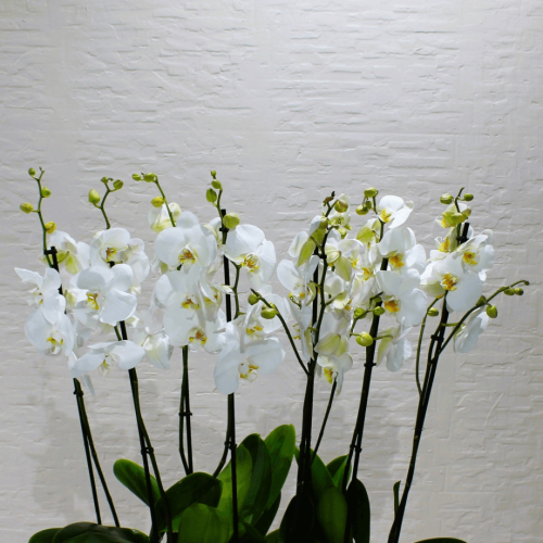 Orchids Boat 2 (قارب الأوركيد 2)