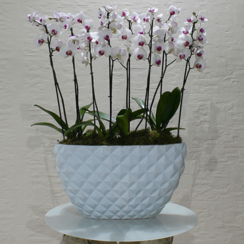 Orchids red lips 3 (الأوركيد أحمر الشفاه 3)