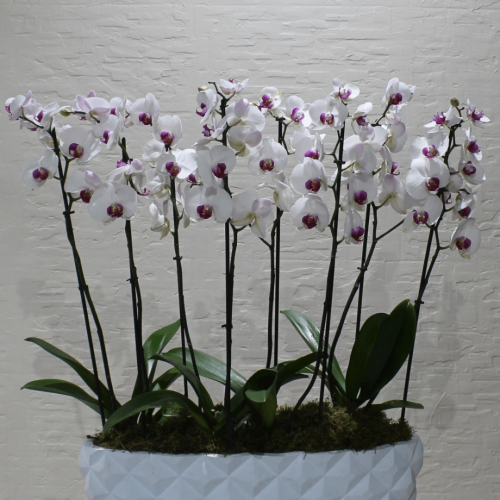 Orchids red lips 3 (الأوركيد أحمر الشفاه 3)