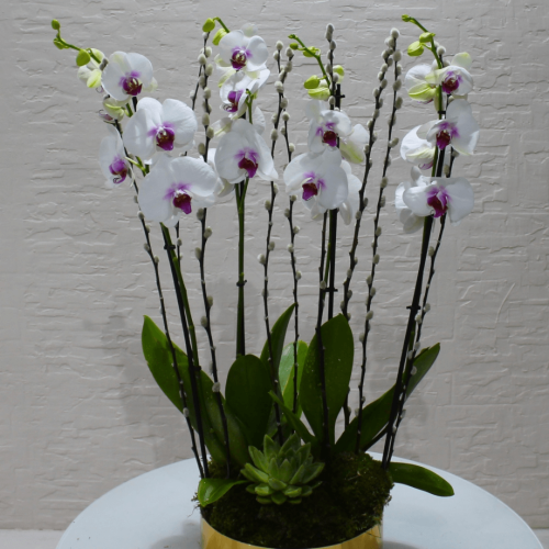 Golden red lips (شفاه حمراء ذهبية )