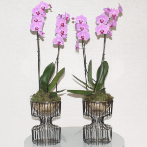 Pink verena (فيرينا الوردية)