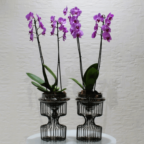 Pink verena (فيرينا الوردية)