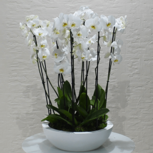 Orchid Round-1 (الأوركيد الجولة 1)