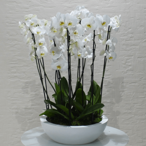 Orchid Round-1 (الأوركيد الجولة 1)