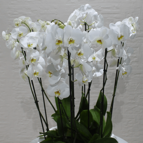 Orchid Round-1 (الأوركيد الجولة 1)