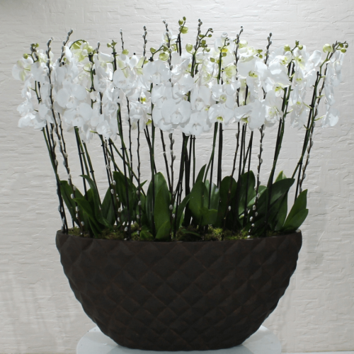 Orchid VIP (الأوركيد VIP)