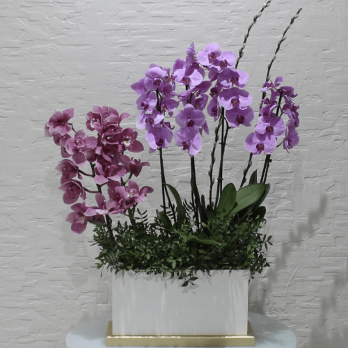 Orchids pink 3 (الأوركيد الوردي 3)