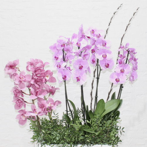 Orchids pink 3 (الأوركيد الوردي 3)
