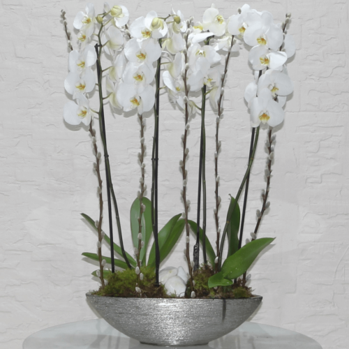 Orchid superb (الأوركيد رائعة)