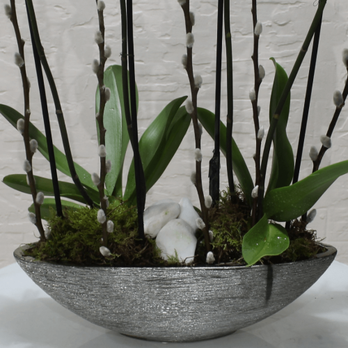 Orchid superb (الأوركيد رائعة)