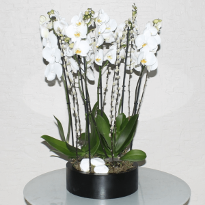 Orchid Round-2 (الأوركيد الجولة 2)