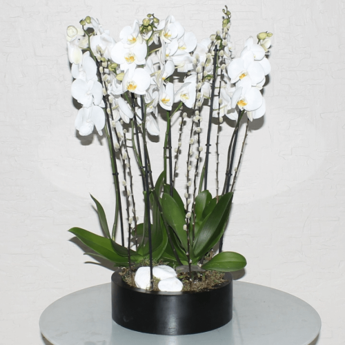 Orchid Round-2 (الأوركيد الجولة 2)