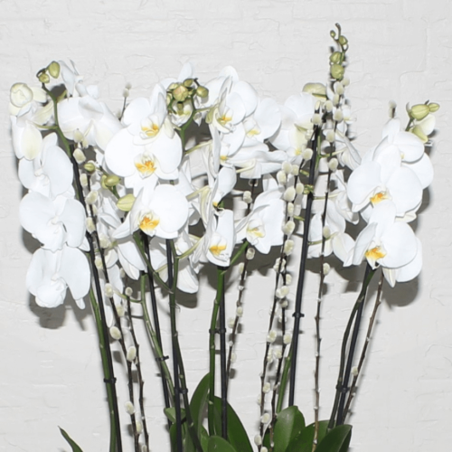 Orchid Round-2 (الأوركيد الجولة 2)