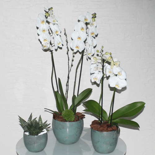 White orchids trio (ثلاثية الأوركيد البيضاء)