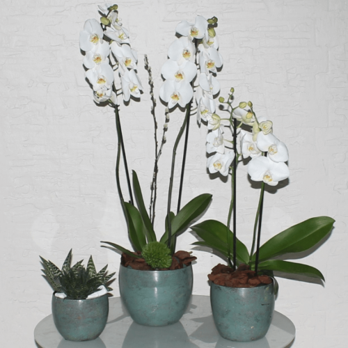 White orchids trio (ثلاثية الأوركيد البيضاء)