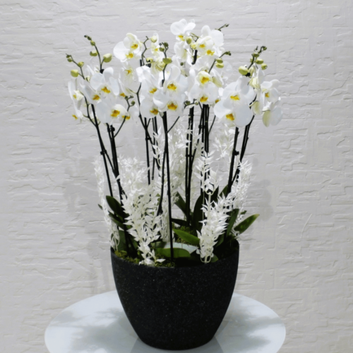 Lovely white Orchids (بساتين الفاكهة في الوحي جميل)