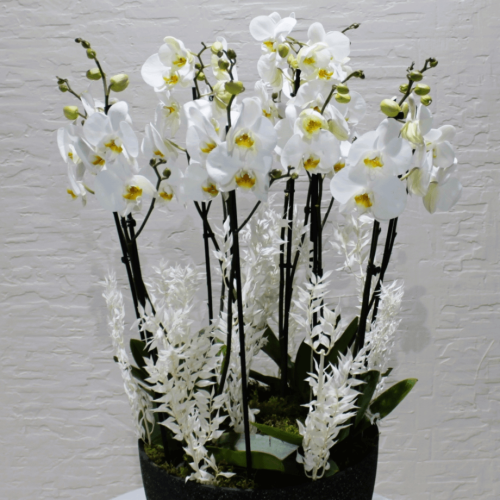 Lovely white Orchids (بساتين الفاكهة في الوحي جميل)