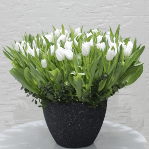 Tulip Round-2 (توليب الجولة 2)