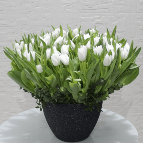 Tulip Round-2 (توليب الجولة 2)