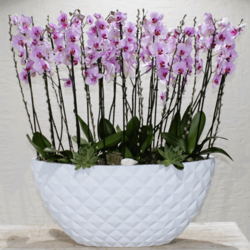 Pink orchids VIP (الأوركيد الوردي VIP)