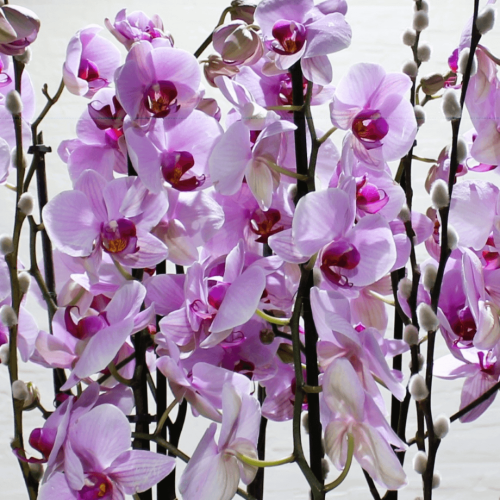 Pink orchids VIP (الأوركيد الوردي VIP)