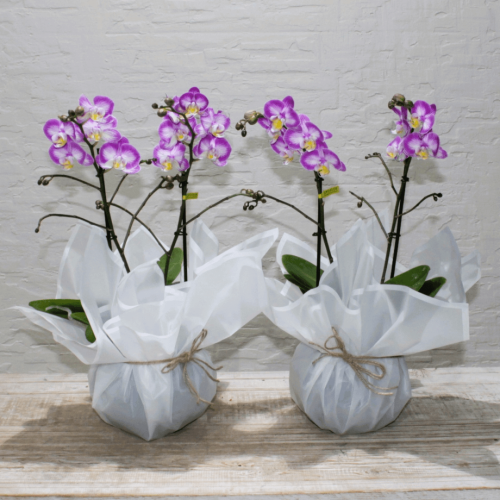 Mini orchids SF-1 (ميني أوركيد س ف- 1)